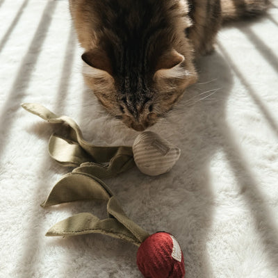 RADISH BEET - tinkly + crinkly