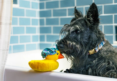 Dog Plush Toy - Splish Splash - Bubbles the Duck