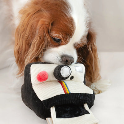 INSTANT CAMERA - snuffle + squeaky