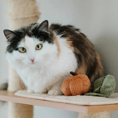 KITTY VEGGIE SET - tinkly + catnip