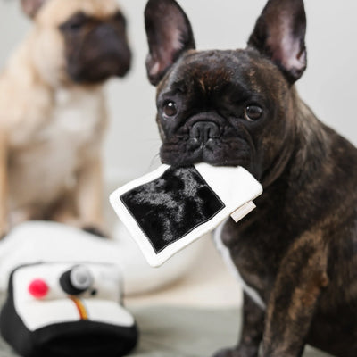 INSTANT CAMERA - snuffle + squeaky