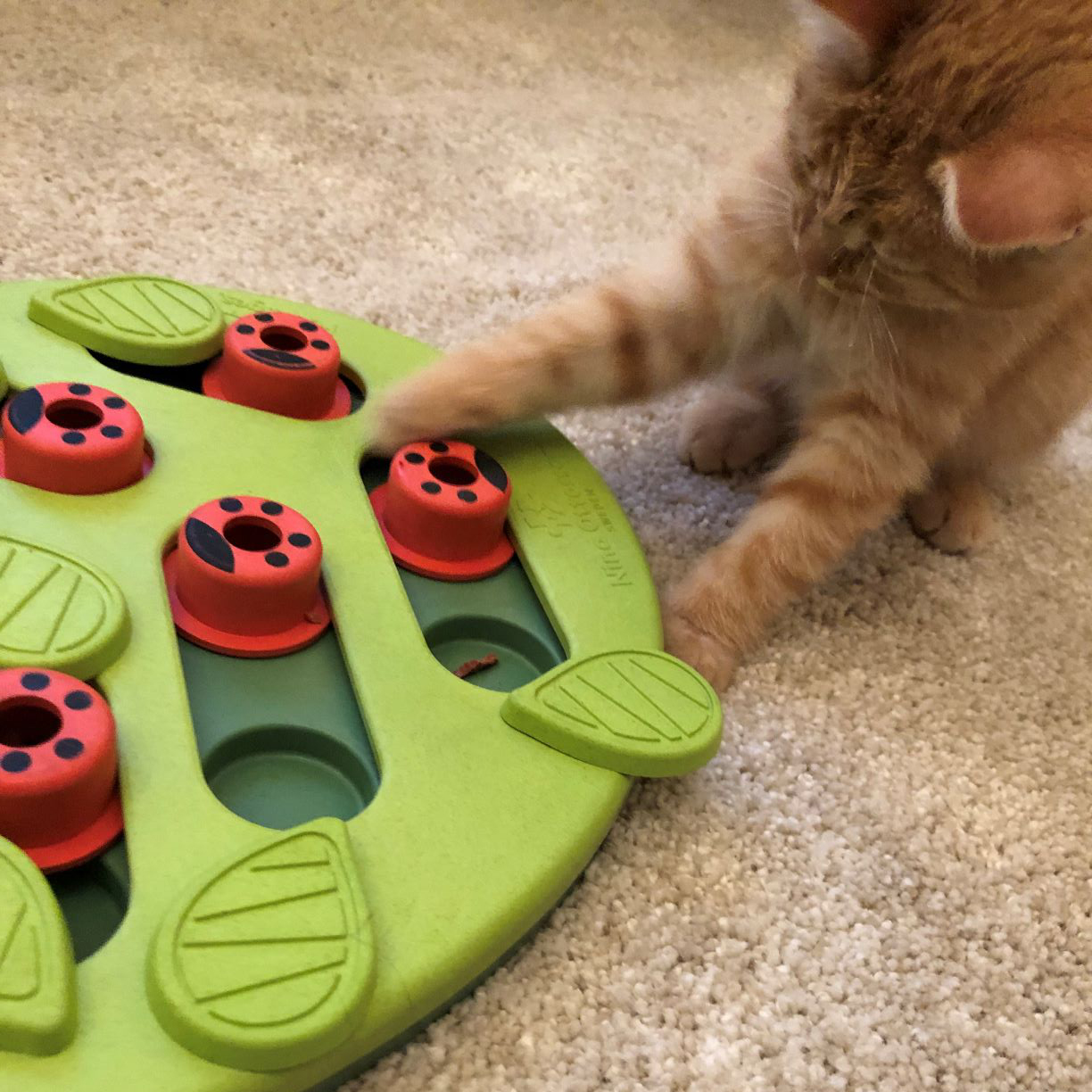 貓貓益智漏食玩具 - 快閃快拼
