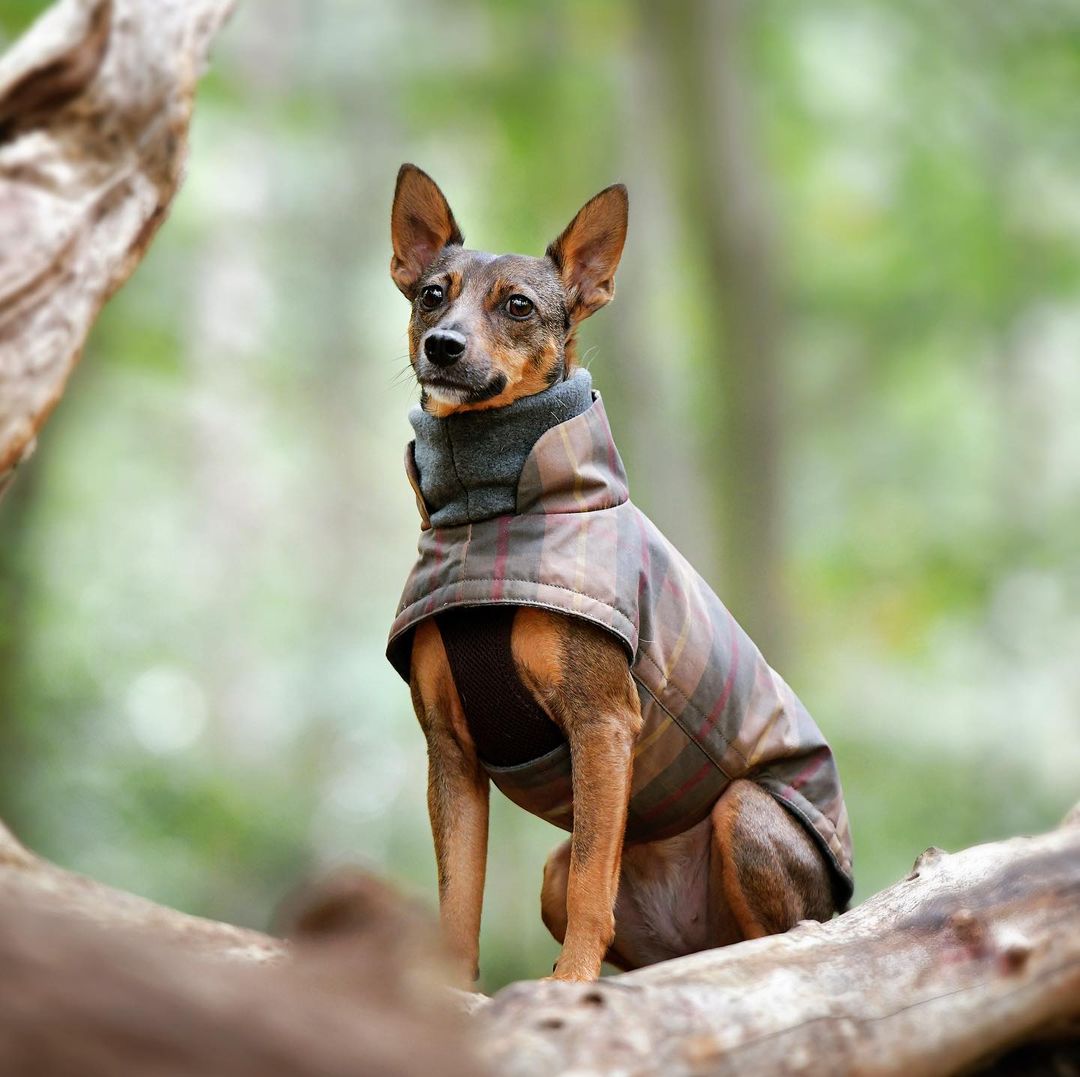 Dog Coat Brooklyn