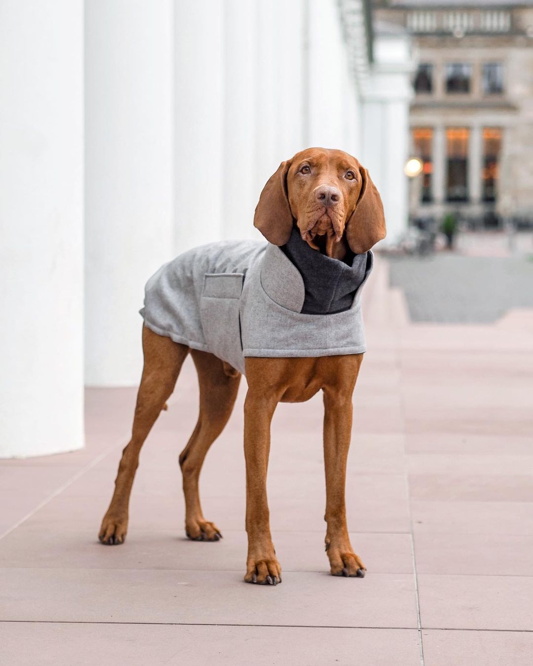 Dog Coat Brooklyn