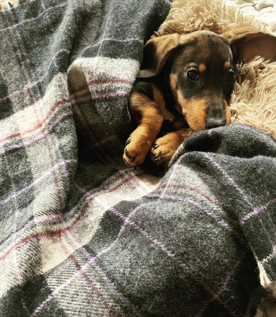 寵物蘇格蘭羊毛睡毯
