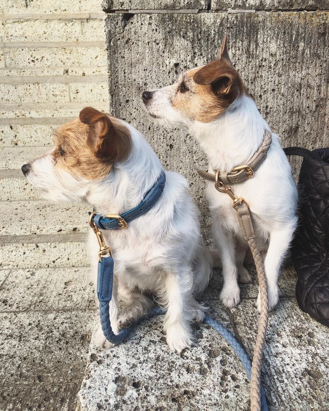 FERDINANDO - Dog Leather Leash