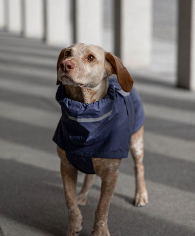 Dog Raincoat Hamburg