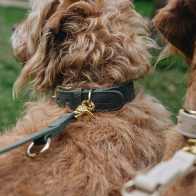 Dog Collar Tiergarten - New