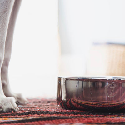 Dog Bowl Dylan Stainless Steel