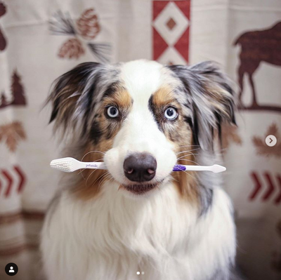 Dual-Ended Pet Toothbrush - Petisan
