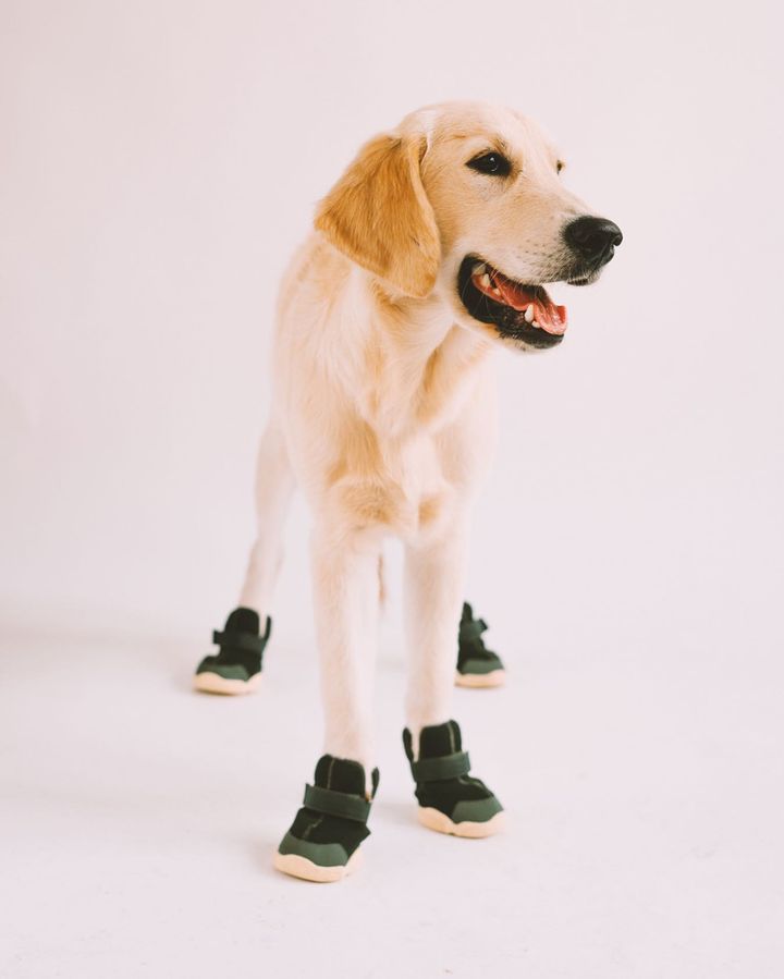 Caesar 1 Dog Sneaker (1 pair of 2 shoes)