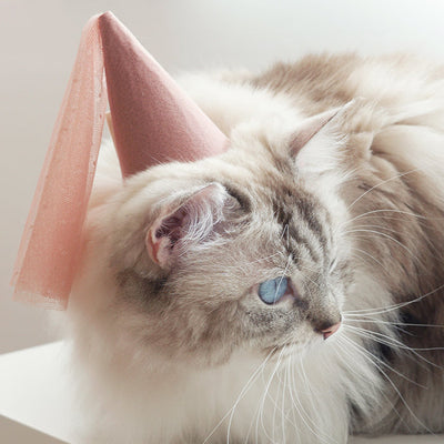 Cat Accessory Bella Hat