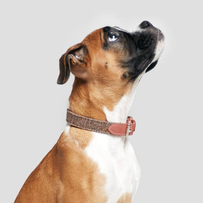 Dog Collar Boboli Rosé - Petisan