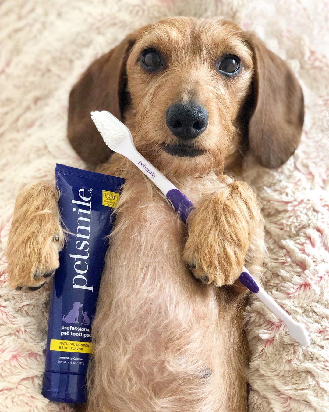 Vohc dog toothpaste on sale