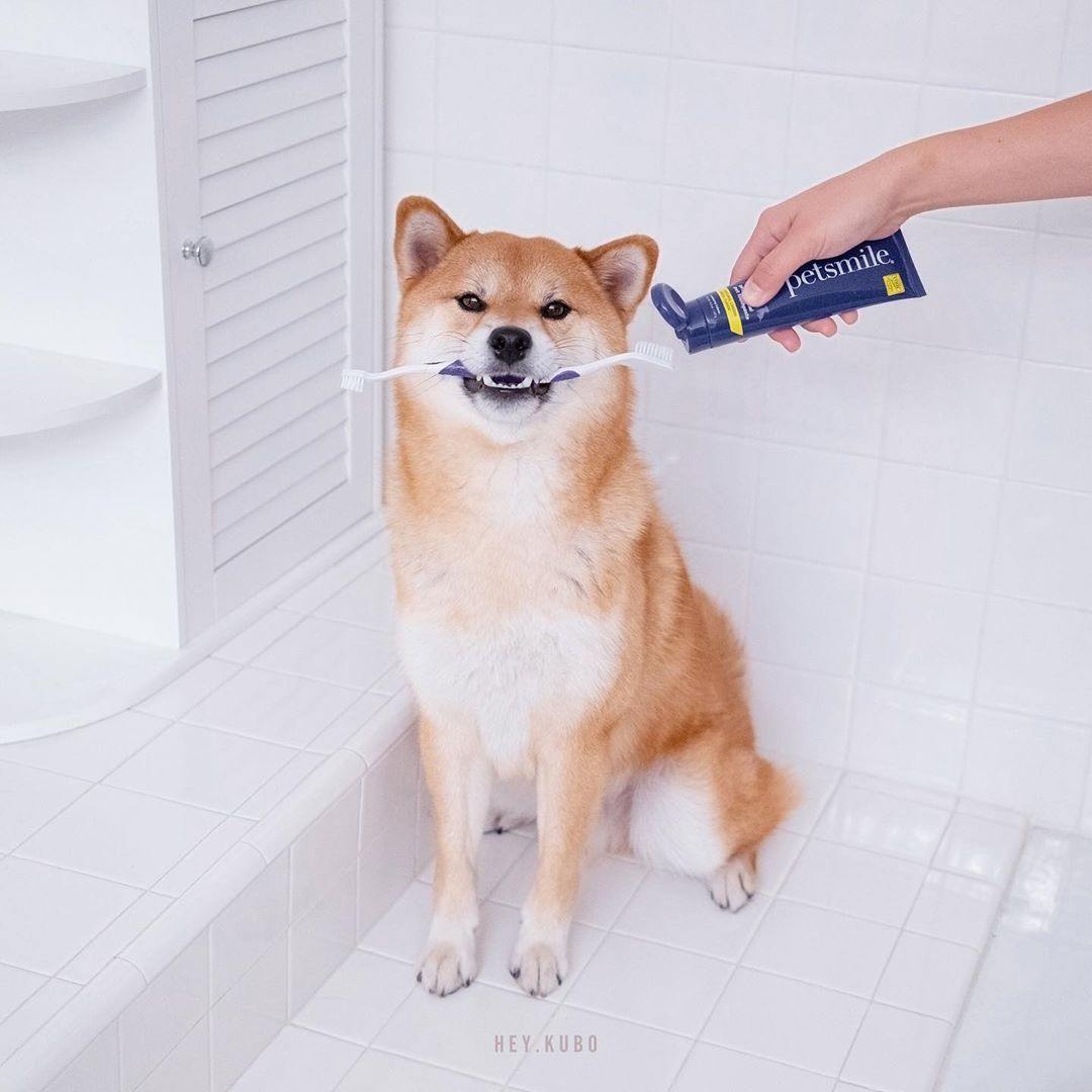Smiling Toothpaste Dog Petsmile - Professional Pet Toothpaste – Petisan