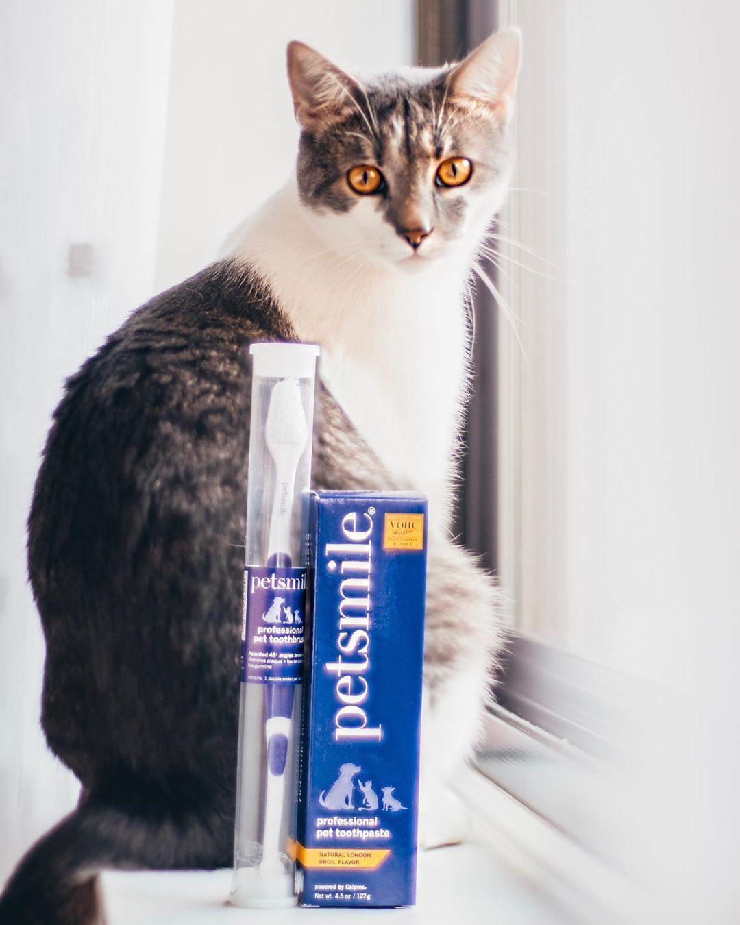Petsmile Professional Pet Toothpaste Petisan