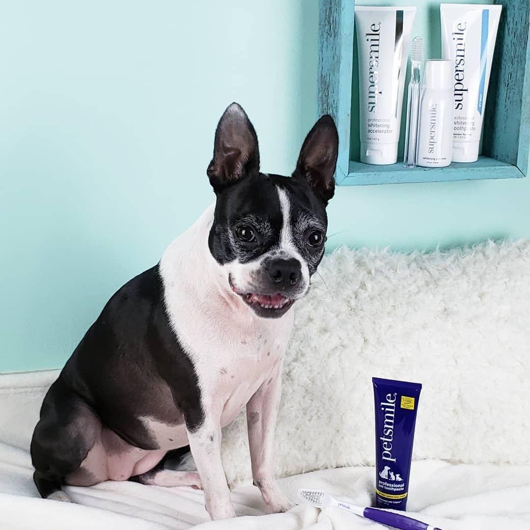 Petsmile toothpaste reviews top