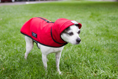 All Weather Dog Jacket - Petisan