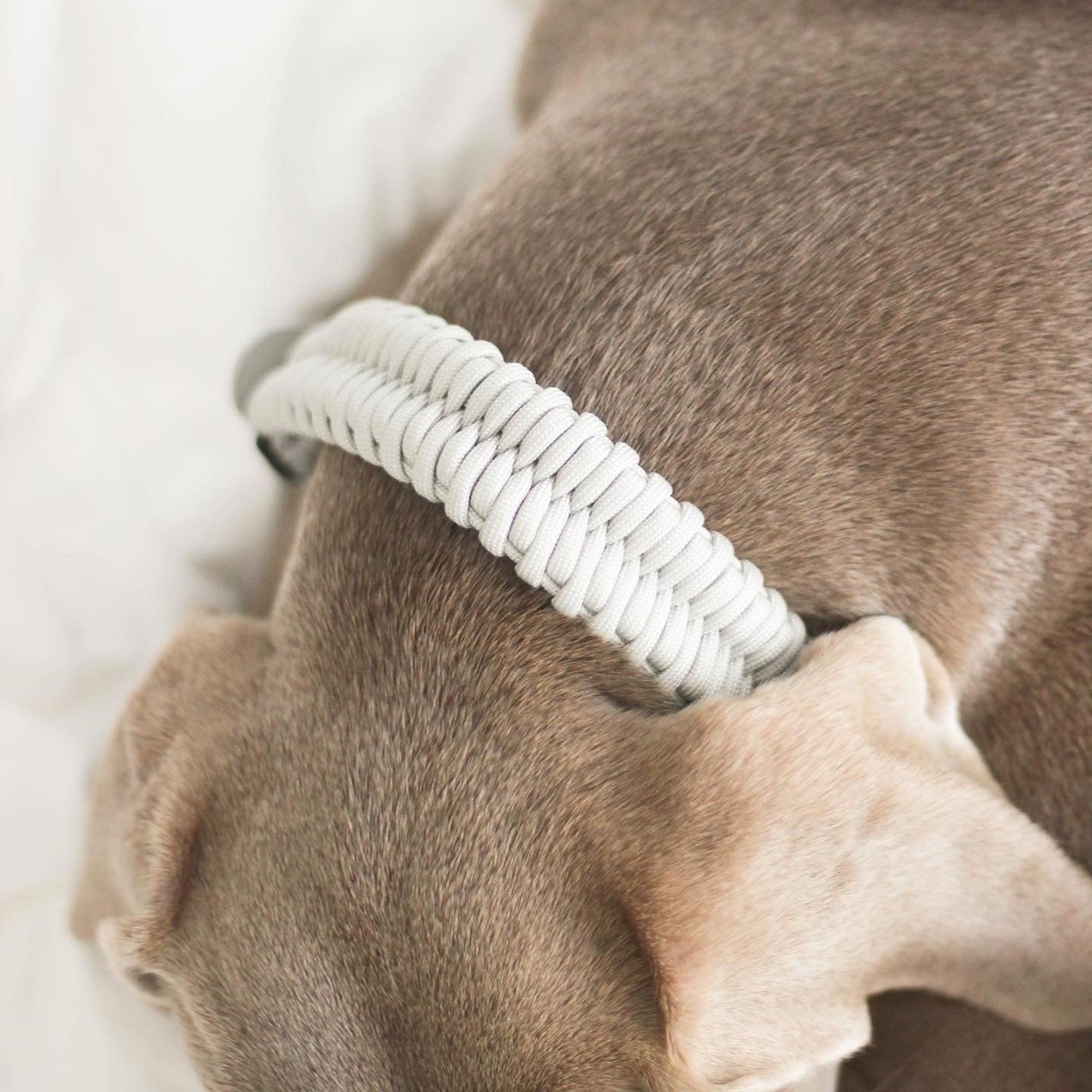 FOSSIL WIDE Paracord collar