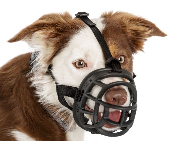 Top paw basket dog muzzle new arrivals