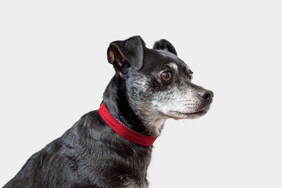 Funston Dog Collar - Petisan