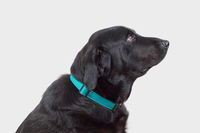 Funston Dog Collar - Petisan