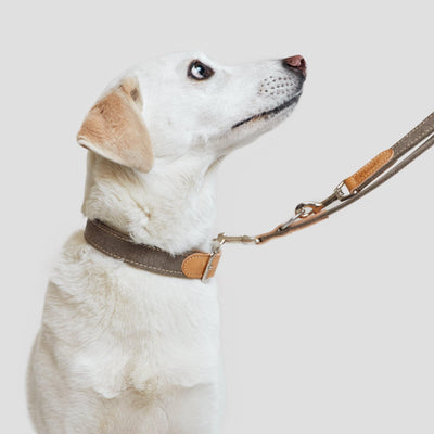 Dog Collar Tivoli - Petisan