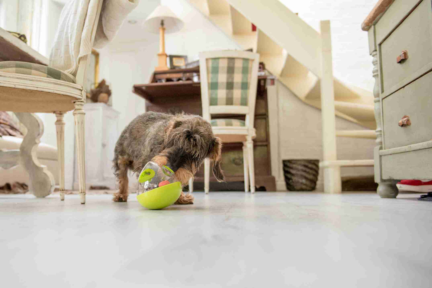 Dog Enrichment Toy - Wobble Ball