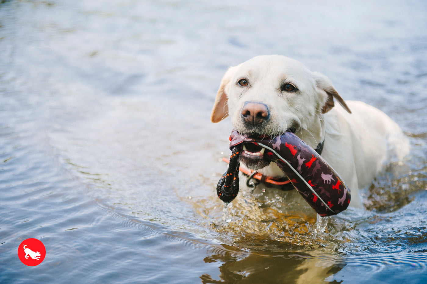 狗狗拋接&浮水玩具