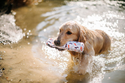 Dog Toss & Float Toy