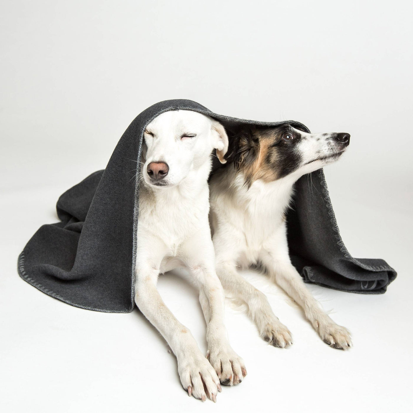 Dog Blanket Fleece