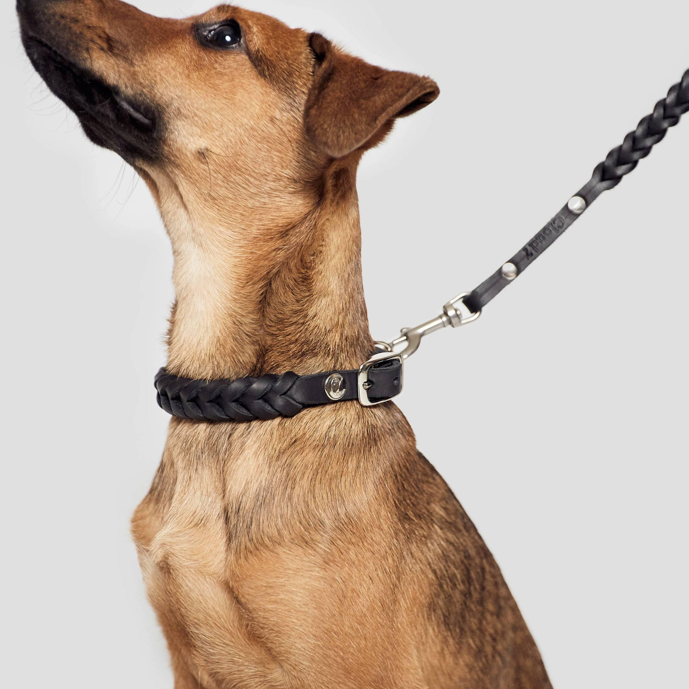 Dog Collar Central Park - Petisan