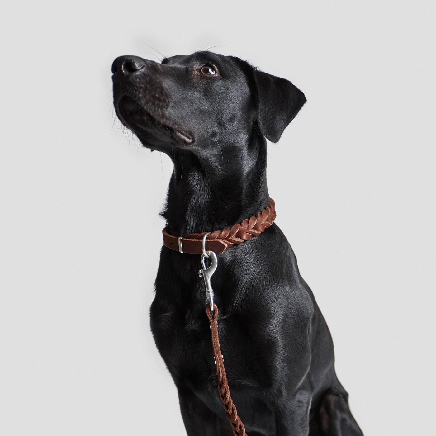 Dog Collar Central Park - Petisan