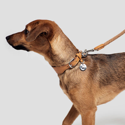 Dog Collar Vondelpark