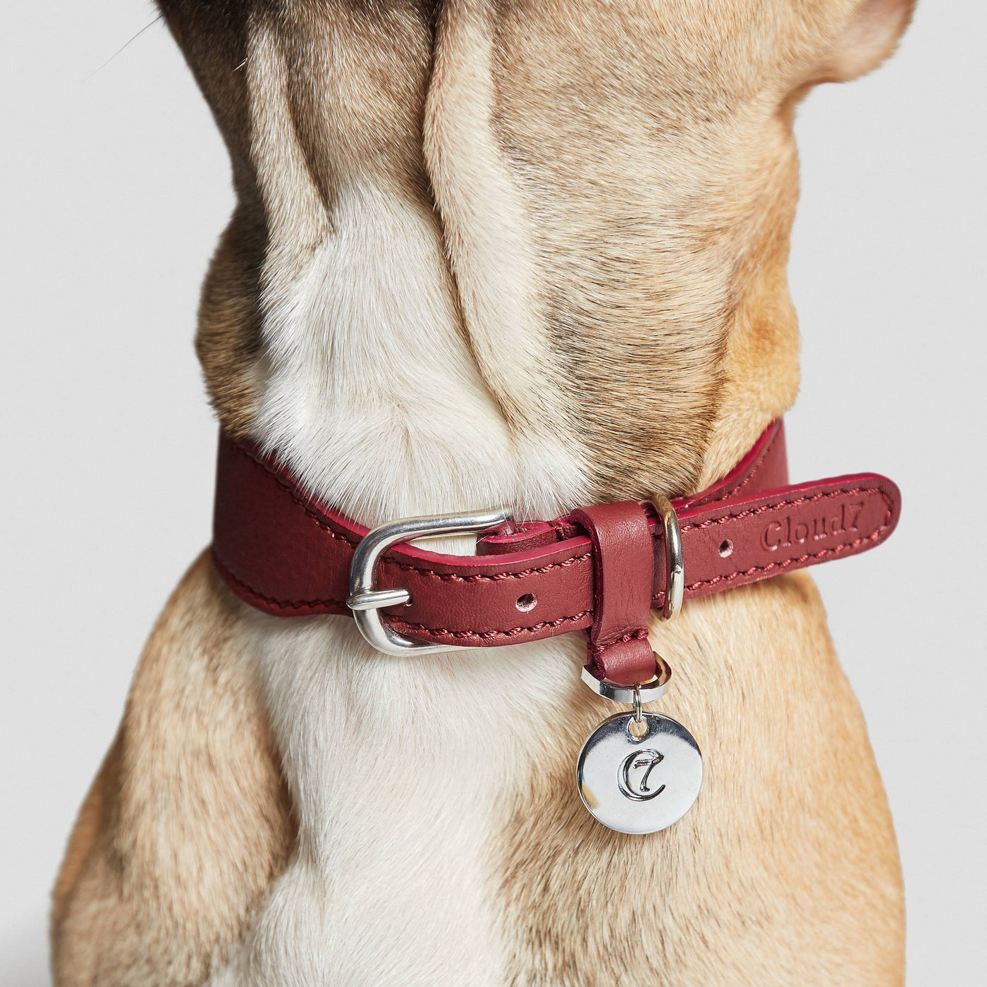Dog Collar Vondelpark