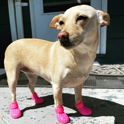 Dog Boots - Wagwellies® Mojave (1 pair of 2)