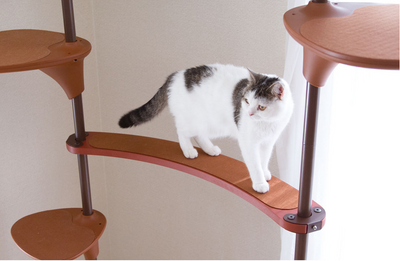 OPPO Cat Forest