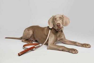Baseball dog collar