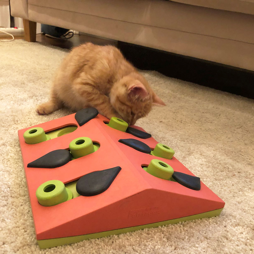 貓貓益智漏食玩具 - 西瓜拼盤