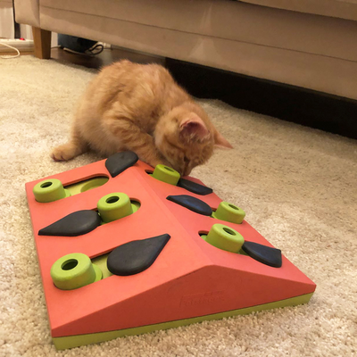CAT PUZZLE GAME - MELON MADNESS PUZZLE & PLAY