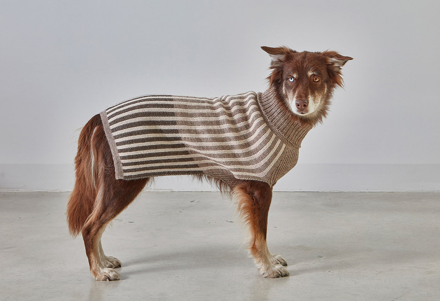 【PRE-ORDER】Filippo Dog Sweater