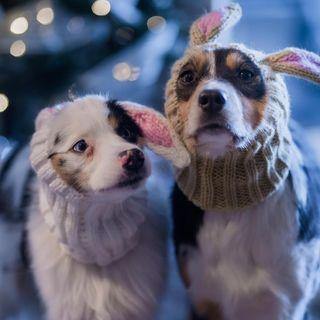 JACK RABBIT ZOO SNOOD - Petisan