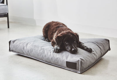 【PRE-ORDER】Divo Dog Cushion