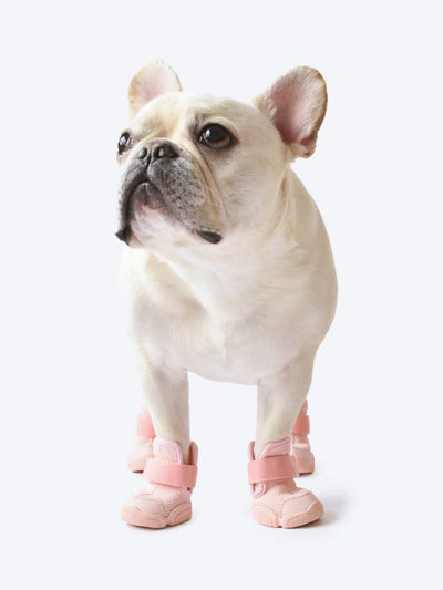 Caesar 1 Dog Sneaker (1 pair of 2 shoes)