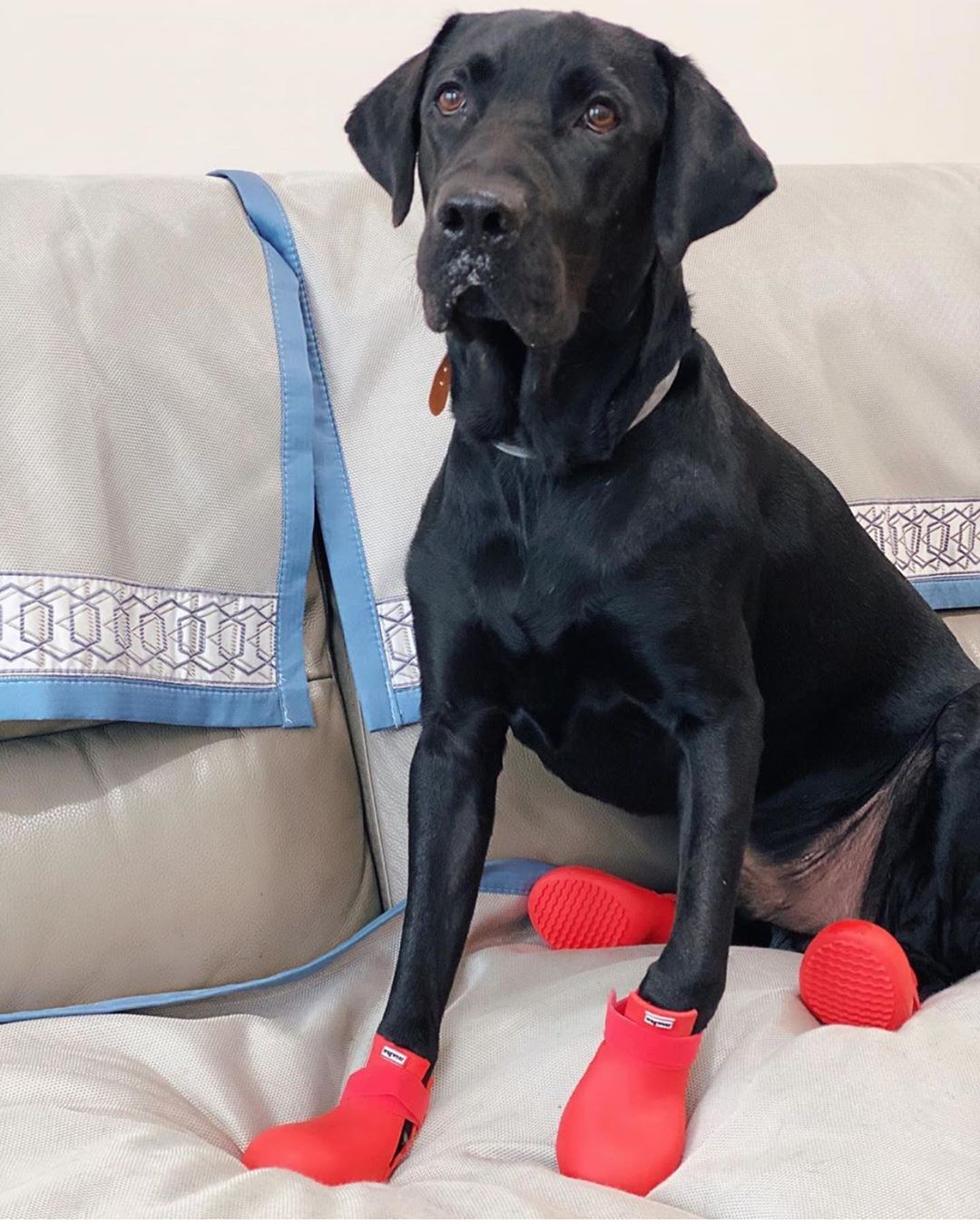 Wag wellies on sale