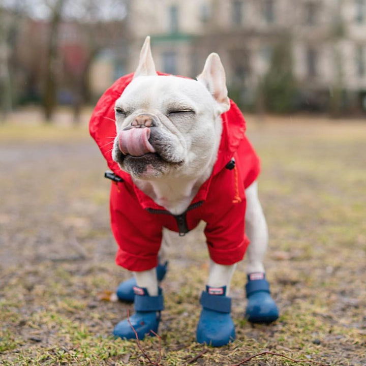 Wagwear dog coats new arrivals