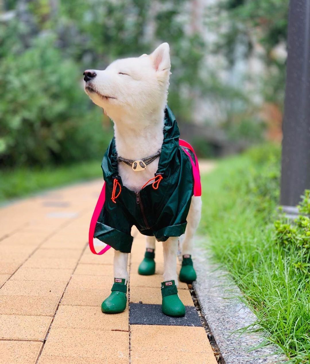 Wagwear dog coats hot sale