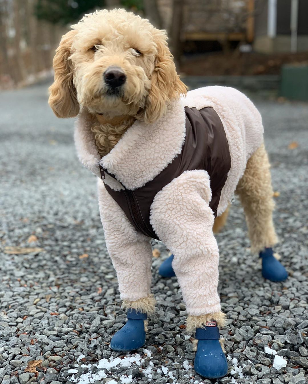 Wagwear dog coats top