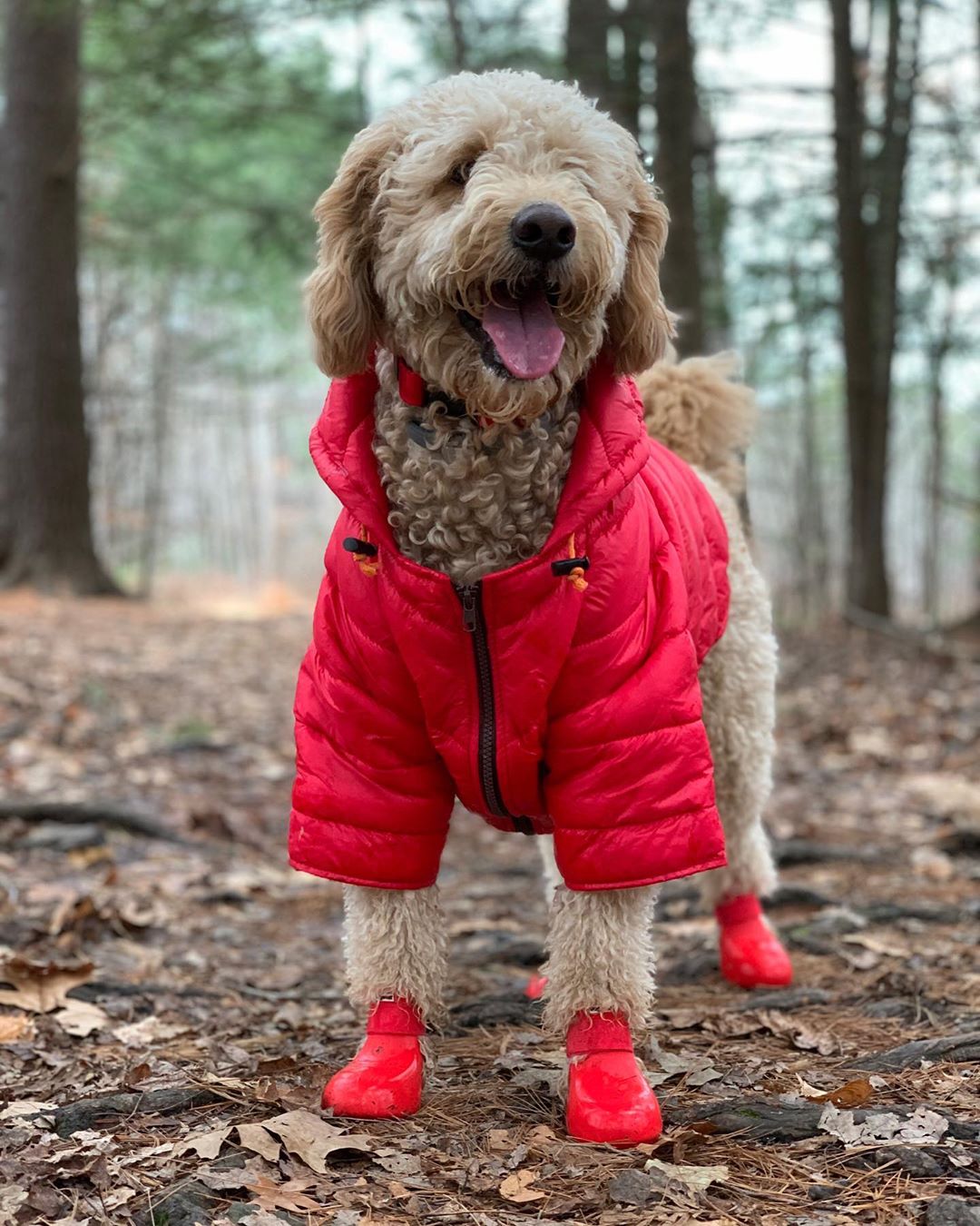 Dog Boots WagWellies 1 pair of 2