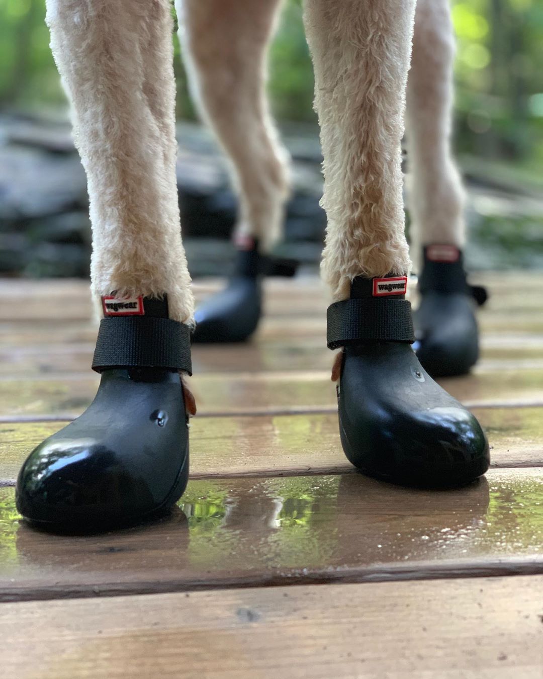 Dog Boots WagWellies 1 pair of 2
